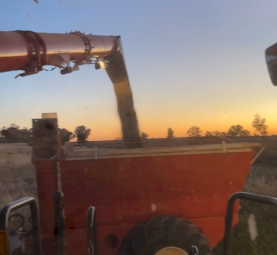 Bordignon 16T Chaser Bin