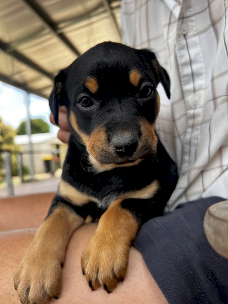 Two Purebred Kelpie pups 