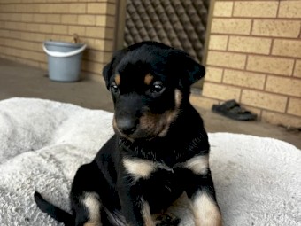 Two Purebred Kelpie pups 