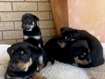 Two Purebred Kelpie pups 