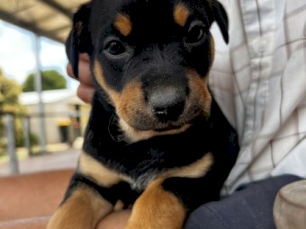Two Purebred Kelpie pups 