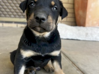 Two Purebred Kelpie pups 
