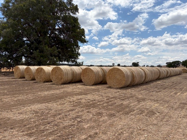 Wheat Straw Header Tailings 5x4 Round Rolls