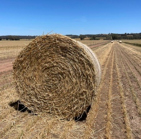 Wheaten Hay 5x4 Round Rolls