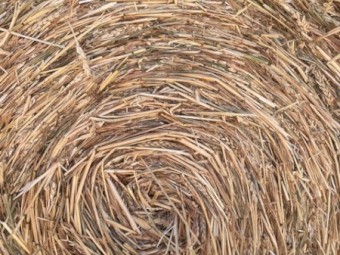 Wheaten Hay 5x4 Round Rolls