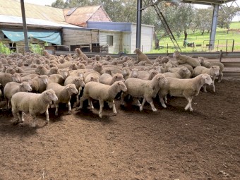 September Drop Lambs