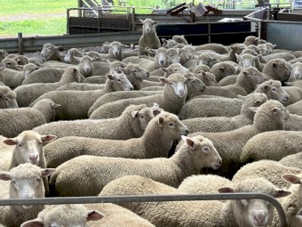 September Drop Lambs