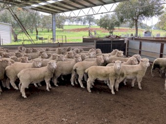 September Drop Lambs