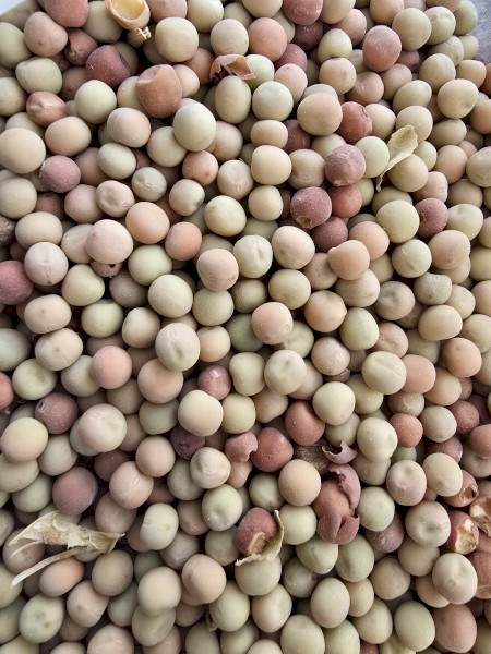 150mt Buttler Peas