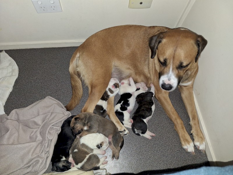 Bull Arab x Mastiff x 7