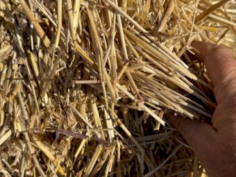 300mt Barley Straw 8x4x3 Bales
