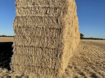 300mt Barley Straw 8x4x3 Bales