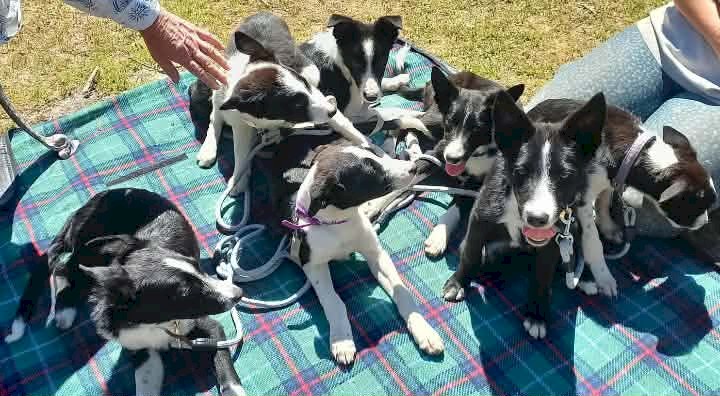 Shorthaired Border Collie Puppies
