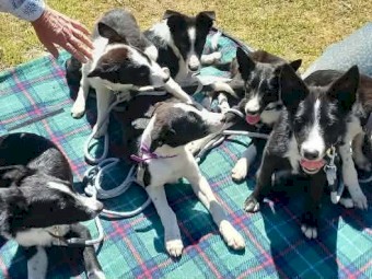 Shorthaired Border Collie Puppies