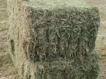 Barley Hay 2025 700kg Bales 8x4x3