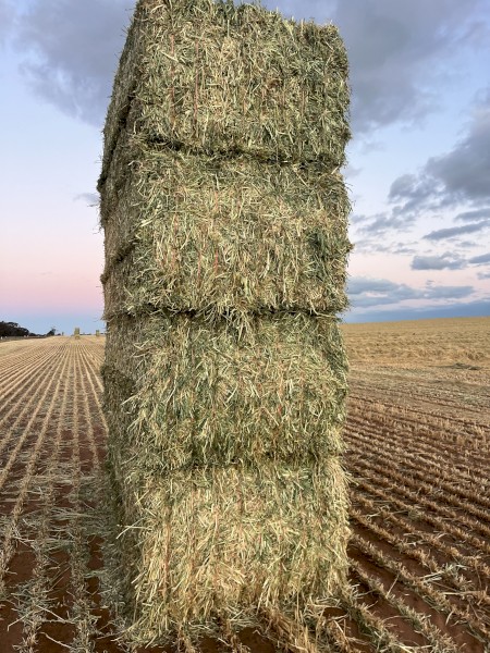 Barley Hay 2025 700kg Bales 8x4x3
