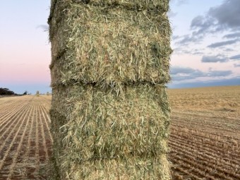 Barley Hay 2025 700kg Bales 8x4x3