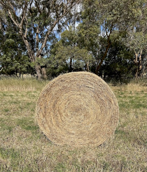 5x4 round bales. Rye and clover mix
