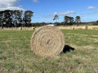 5x4 round bales. Rye and clover mix