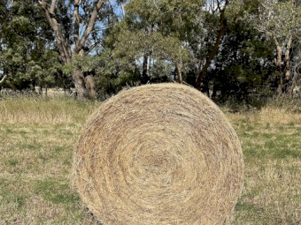 5x4 round bales. Rye and clover mix