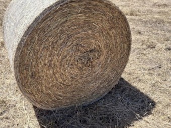 Canola Hay for Sale