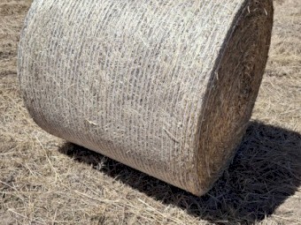 Canola Hay for Sale