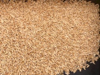 Mitika Seed Oats Graded