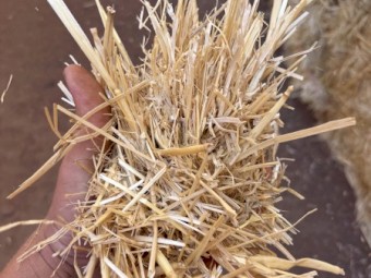 Wheaten Straw 540kg 8x4x3 Bales