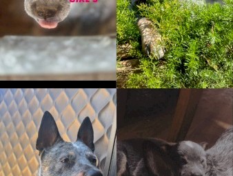 Blue Heeler Pups x 7
