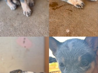 Blue Heeler pups