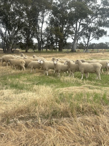 Pyrenees Poll Dorset Rams 