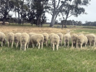 Pyrenees Poll Dorset Rams 