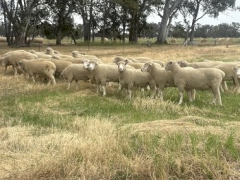 Pyrenees Poll Dorset Rams 