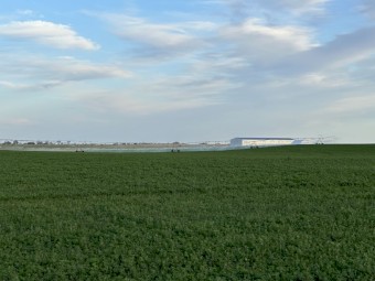 10,000 x Lucerne Hay Small Square Bales