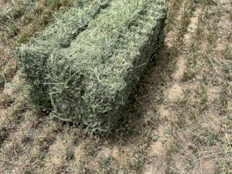 10,000 x Lucerne Hay Small Square Bales