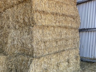 Wheaten straw hay 