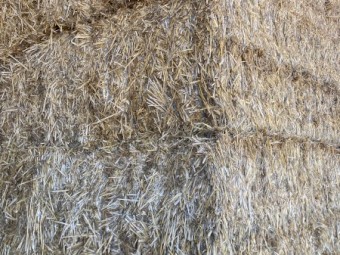 Wheaten straw hay 