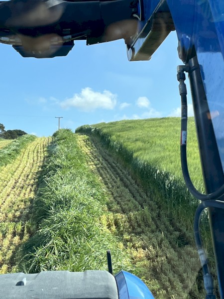 Barley Hay 5X4 Rolls