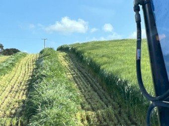 Barley Hay 5X4 Rolls