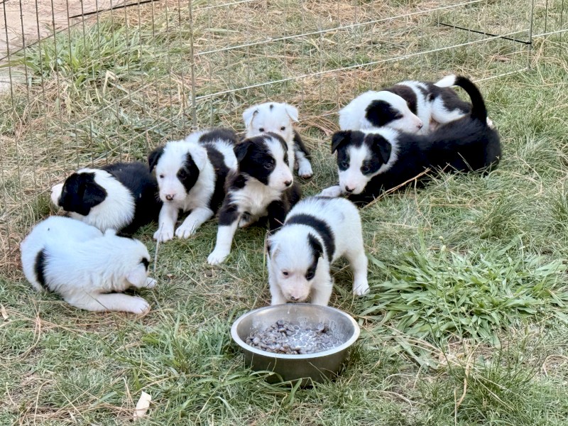  Working Border Collie Pups – Sheep & Cattle