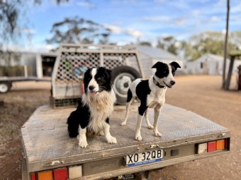  Working Border Collie Pups – Sheep & Cattle