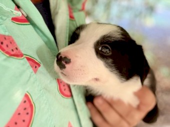  Working Border Collie Pups – Sheep & Cattle