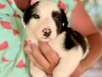 Working Border Collie Pups – Sheep & Cattle