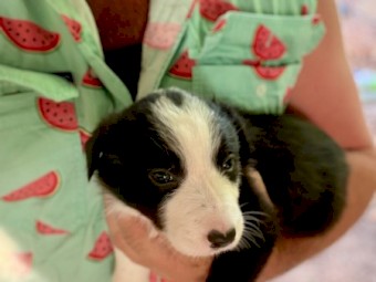  Working Border Collie Pups – Sheep & Cattle