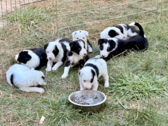  Working Border Collie Pups – Sheep & Cattle