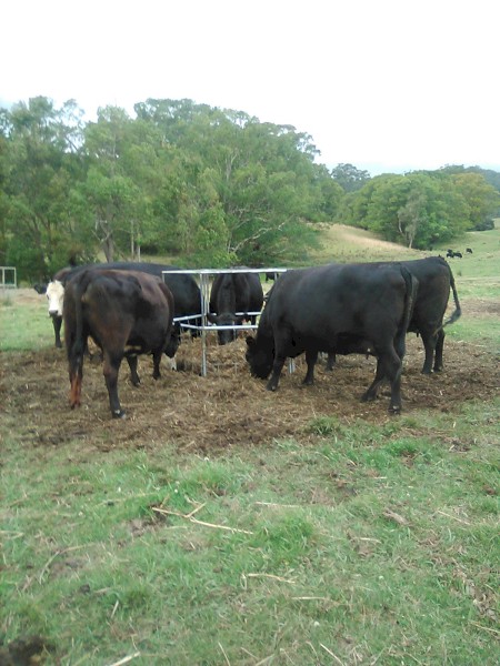 rye & herb silage bales