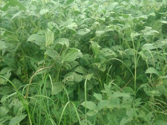 21.7% protein soybean bales