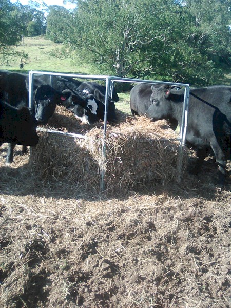 improved pasture & herbs