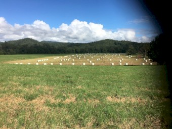 improved pasture & herbs