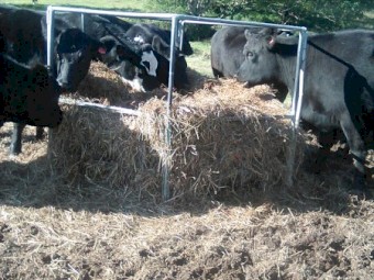 improved pasture & herbs